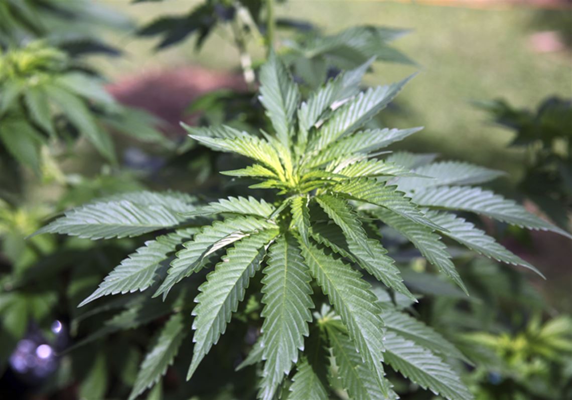 Marijuana-growing giant bulks up with facilities in Allegheny, Greene  counties | Pittsburgh Post-Gazette