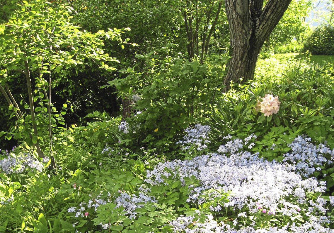 Bulbs and perennials to plant under trees | Pittsburgh Post-Gazette, image size:1140x798