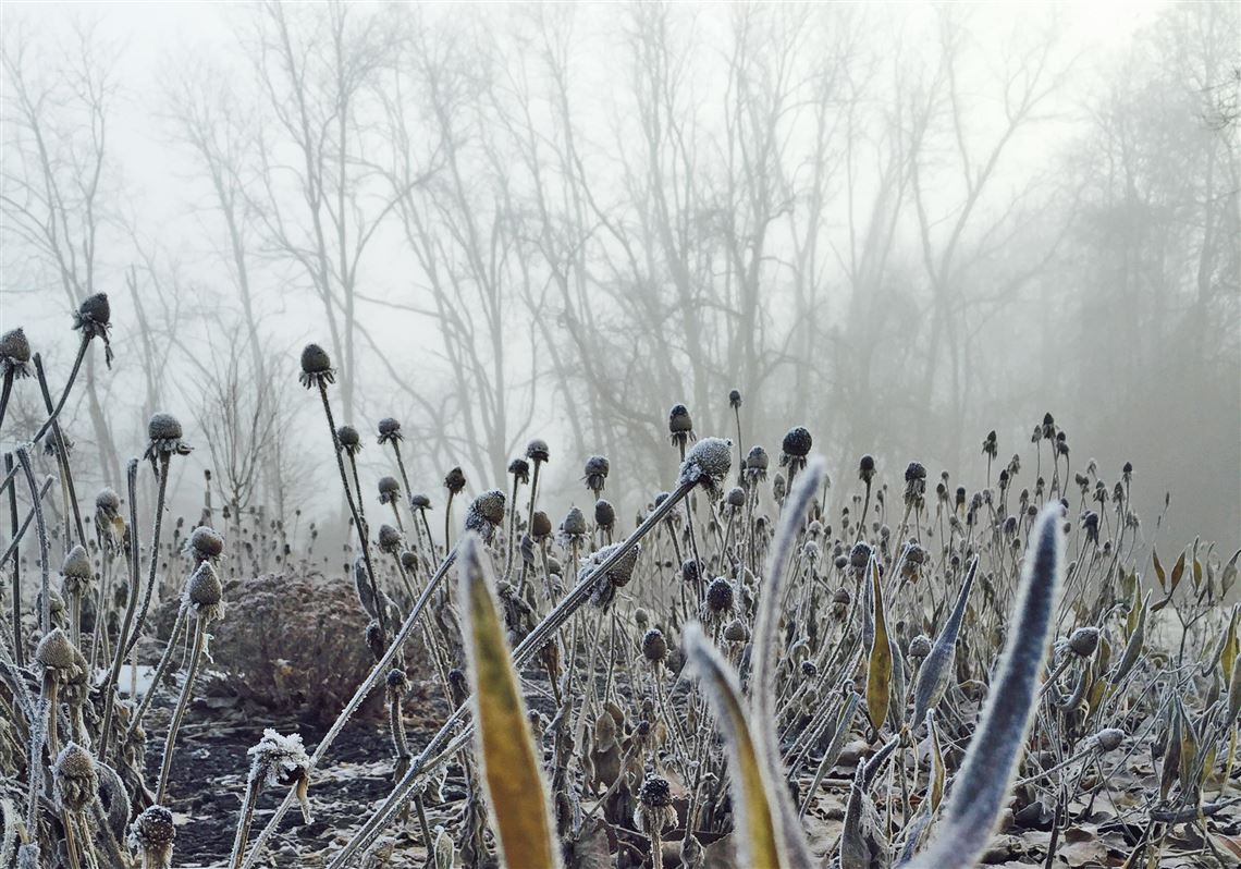 Coneflower and milkweed in winter at Allegheny Riverfront Park. 