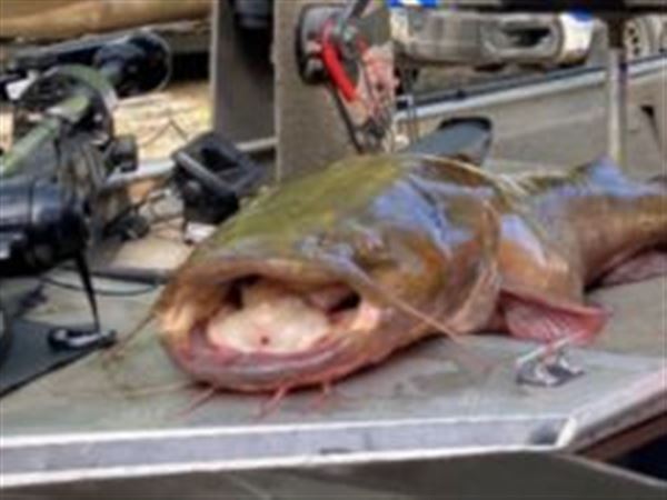 It's a whopper of a job to verify whether that whopper of a fish