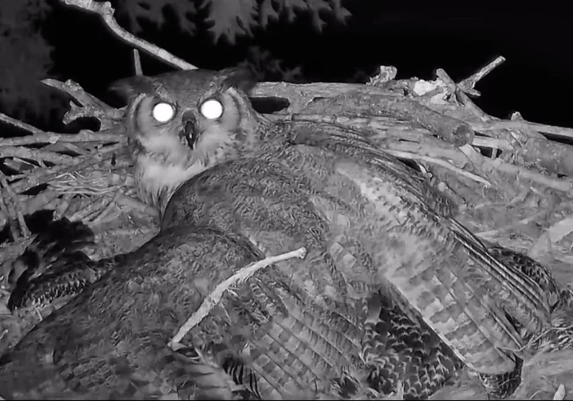 Great horned owls attack and eat osprey young on live webcams | Pittsburgh  Post-Gazette, image size:1140x798