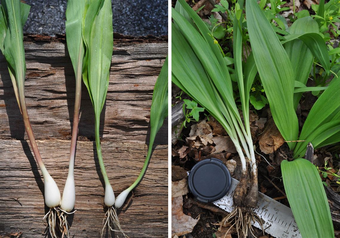 Under our noses: New species of stinkier ramps found in our parks and wild  spaces | Pittsburgh Post-Gazette