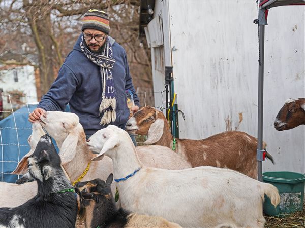 Allegheny GoatScape goats will eat Christmas trees to help recycle