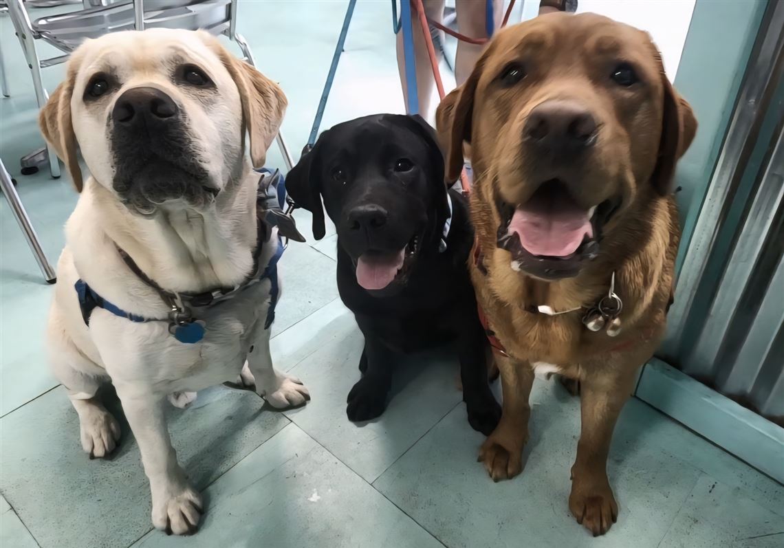 Pittsburgh Post Gazette Pets