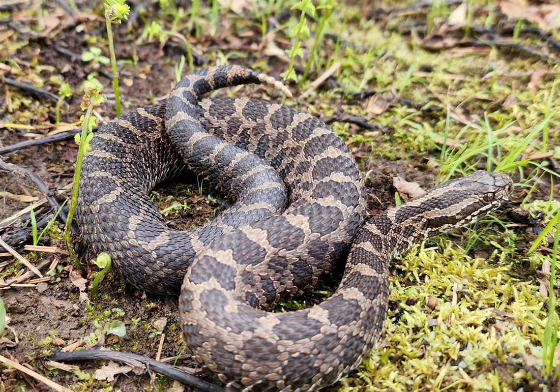 Field Ornithology | Hog Island Audubon Camp, image size:1139x797