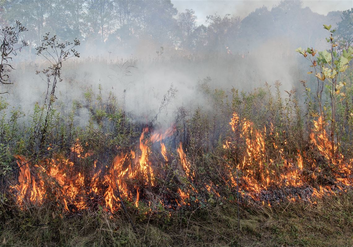Controlled burn lit to fight invasive plants at the Pittsburgh Botanic  Garden | Pittsburgh Post-Gazette