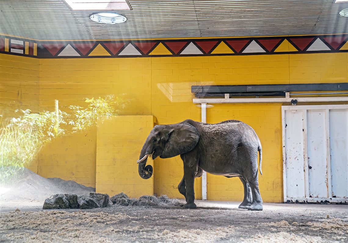 Animal rights group submits lawsuit against Pittsburgh Zoo to release