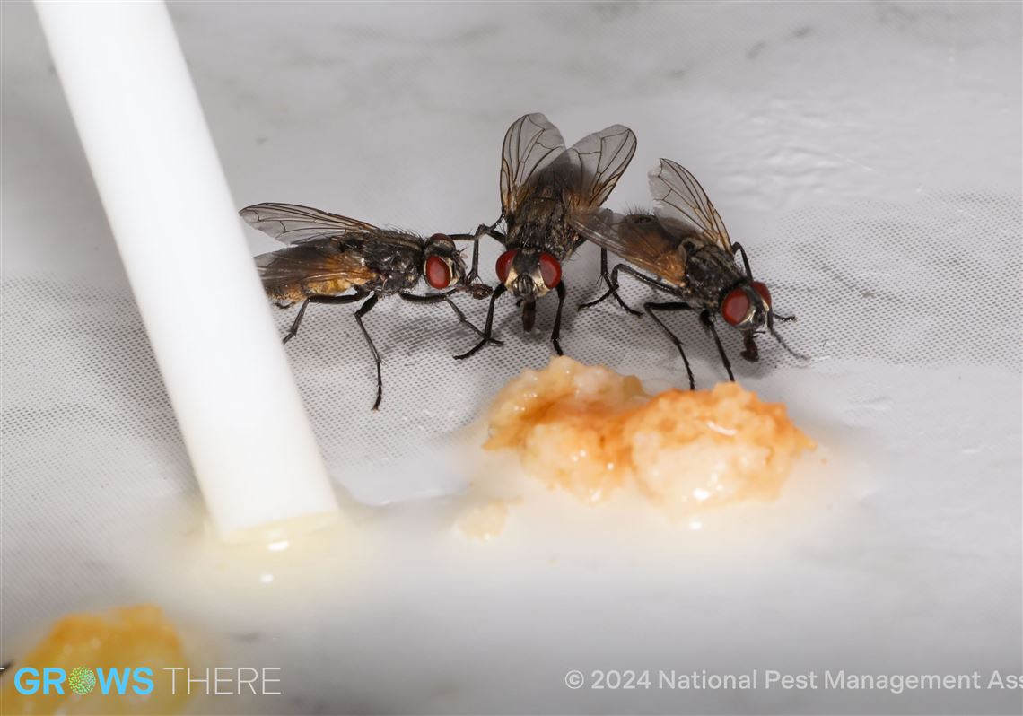 Activity level of ‘adaptable’ pests — insects, rats and more — rises in ...