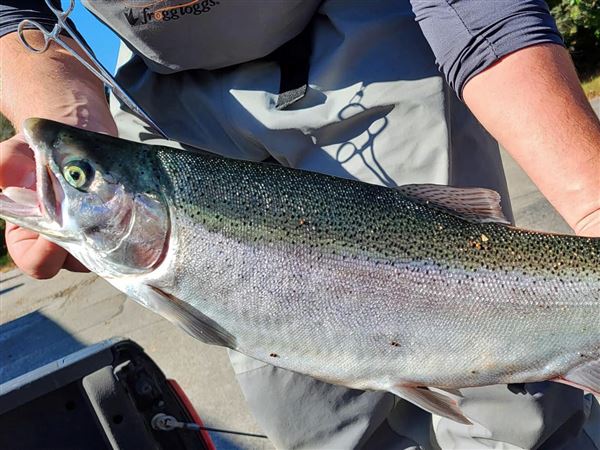 An adult Shasta steelhead with its adipose fin clipped. What remains is visible as a small bump on its back between the main dorsal fin and the tail. 