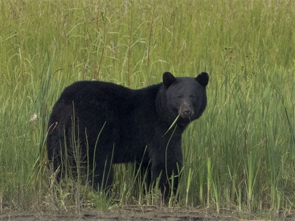 Black bear chases boy into Fayette County Family Dollar; no one injured