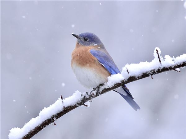 8 bird species are showing up more often for winter in the