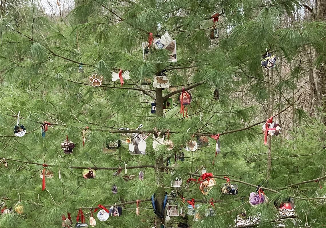 'Forever tree' serves as memorial for dogs who walked North Park: 'You can ...