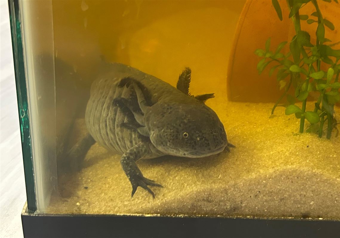 Bubbles the axolotl is a crowd-pleaser at Northland Public Library