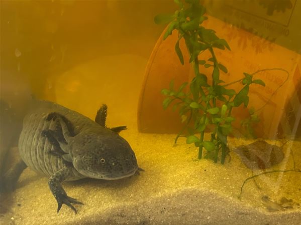 Bubbles the axolotl is a crowd-pleaser at Northland Public Library