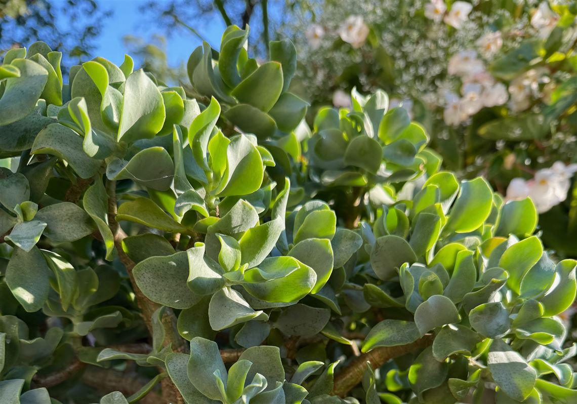 Jade plants are easyindoor succulents in the right spot | Pittsburgh  Post-Gazette
