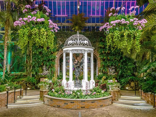 Orchids and bonsai will have you 'Blooming with Love' at Phipps