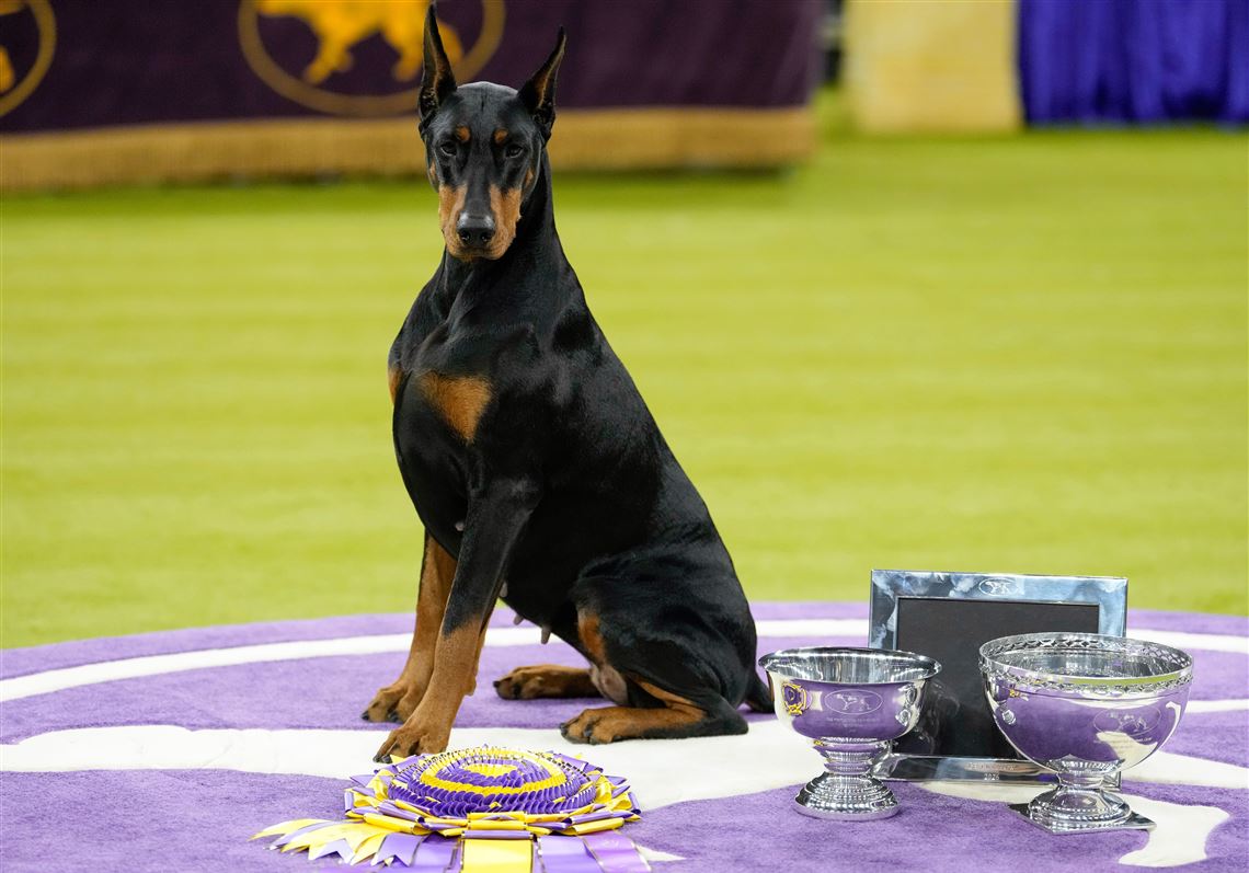 Penny the Doberman pinscher wins the 150th Westminster dog show