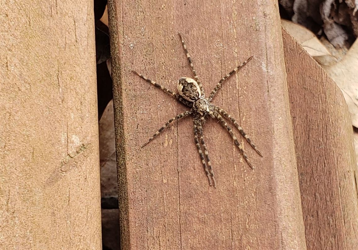 Friend, not foe: The health threat from spiders is low in W. Pa., experts say