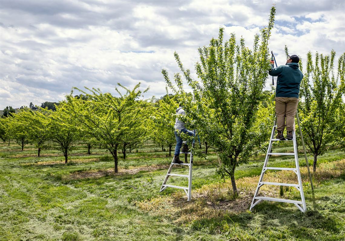 Pennsylvania’s fruit harvest just got cut in half. Here’s what that means ...
