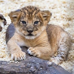 Pittsburgh Zoo's African lion cub tries to imitate the commanding