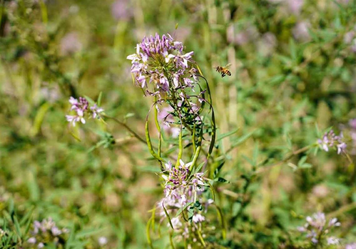 Don’t call it xeriscaping: New tips and terms have evolved for low-water yards