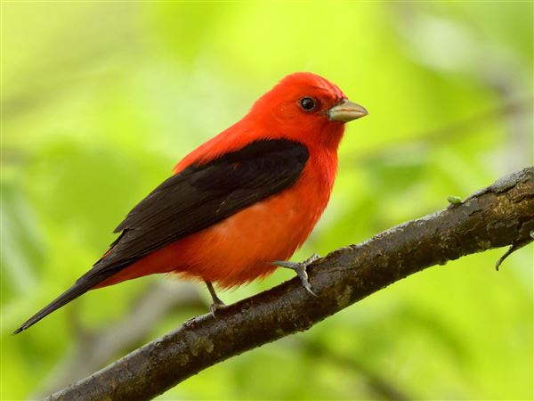 Should the scarlet tanager be our official state migratory bird