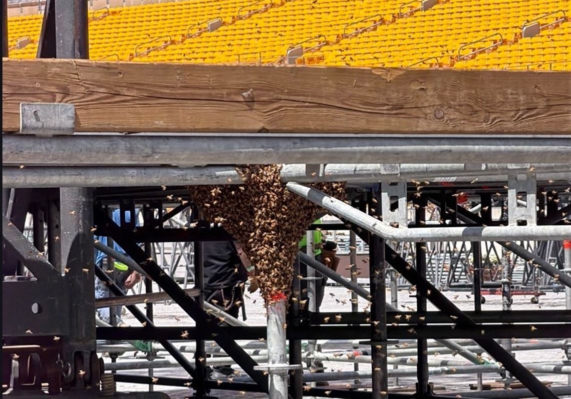 Meet the beekeeper who removed a swarm that was causing a buzz at Acrisure ...