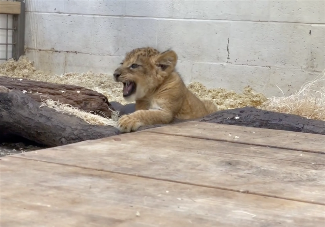 Pittsburgh Zoo's African lion cub tries to imitate the commanding