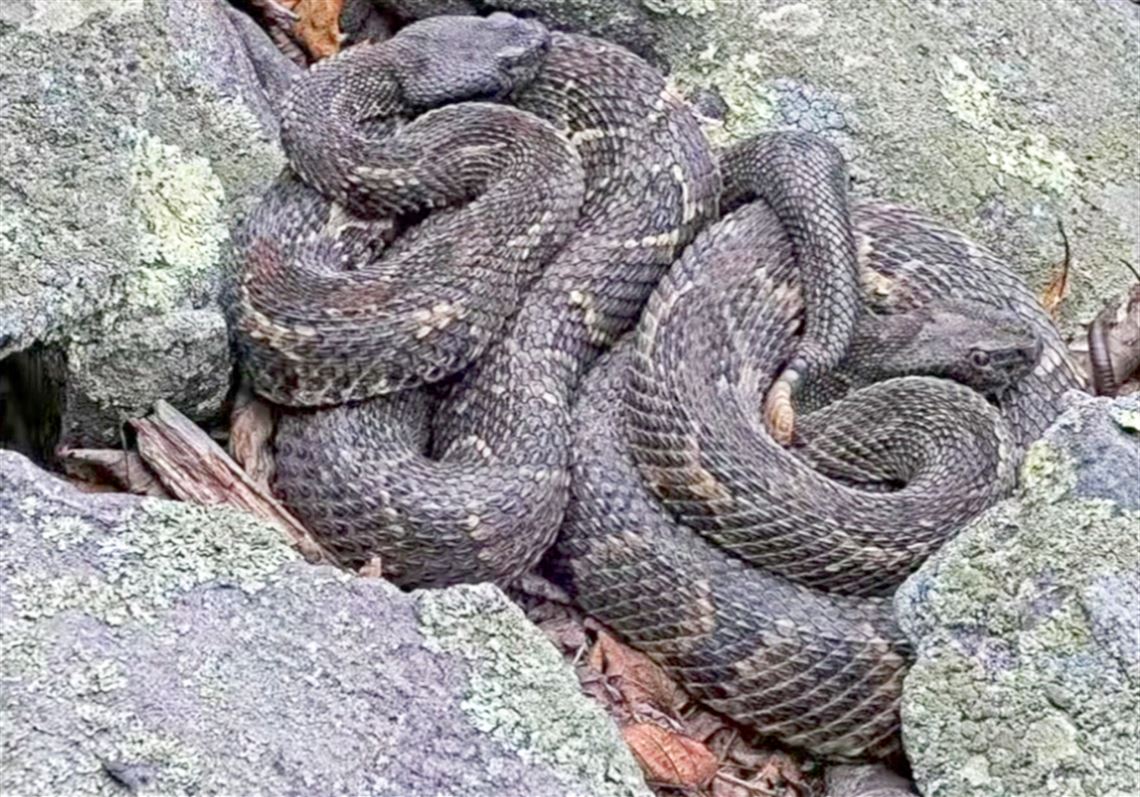 The secret lives of snakes: Pregnant timber rattlesnakes chill together on new Pa. webcam