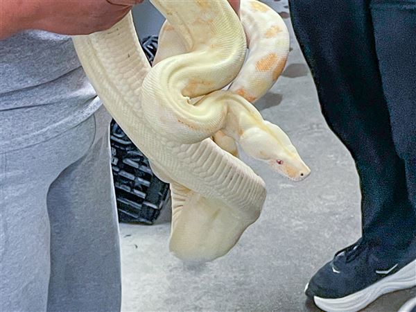 snake063026-03_1782928670.jpg