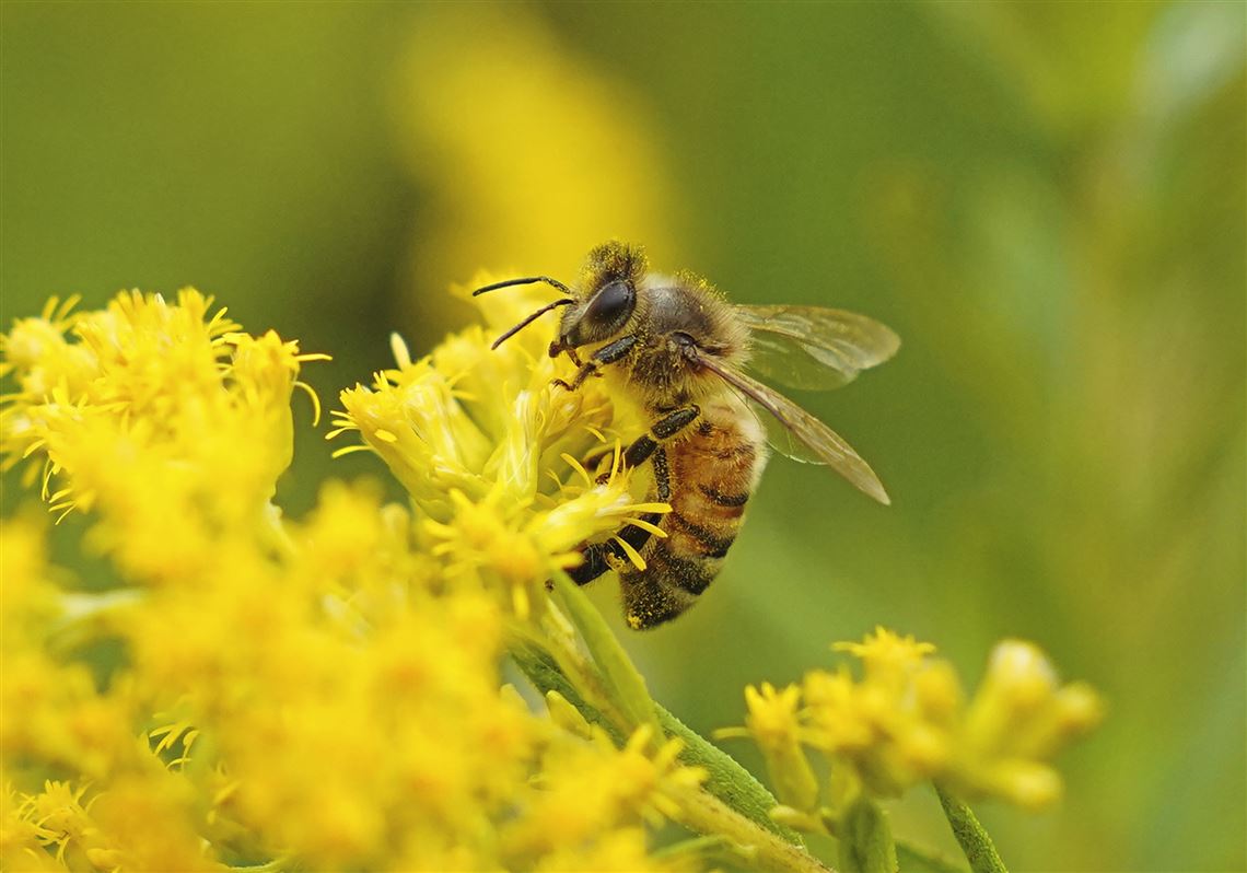 Bees and gardeners will be buzzing at the Shaler Garden Club’s annual tour