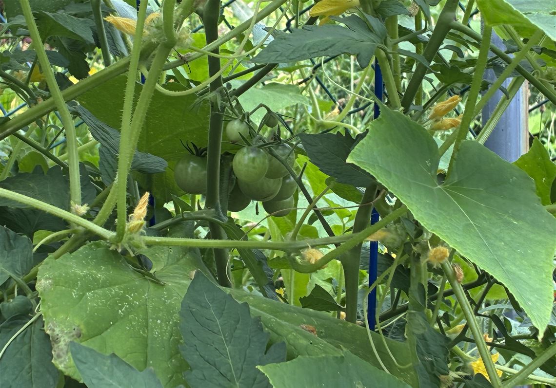 Brandon McGinley: What city gardens teach us about life, land and the future