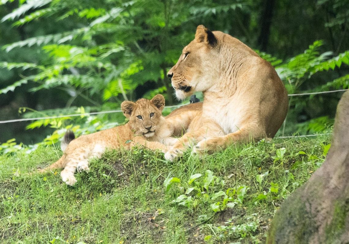 The Pittsburgh Zoo's African lion cub, at 4 months, is spicy and
