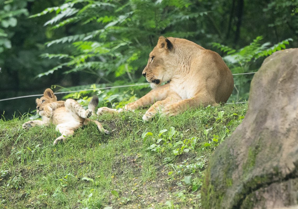 Pittsburgh Zoo’s new lion cub has been named