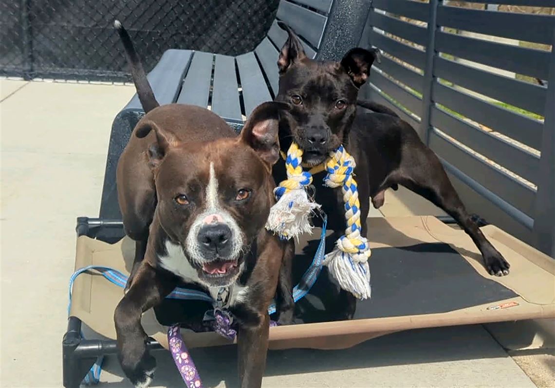 These 5 dogs — including a father and son — play hard and love harder