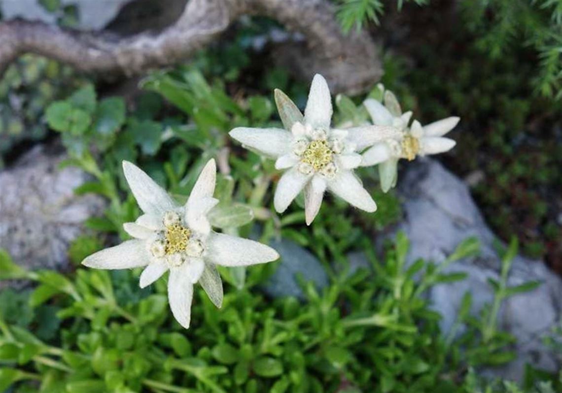 Edelweiss, a rare flower with a storied past, is perfect for rock gardens