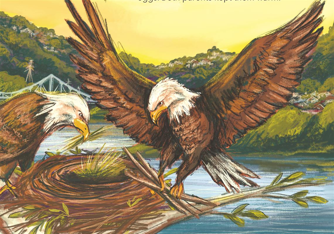 A bald eagle's fall and rescue is now featured in a children's book