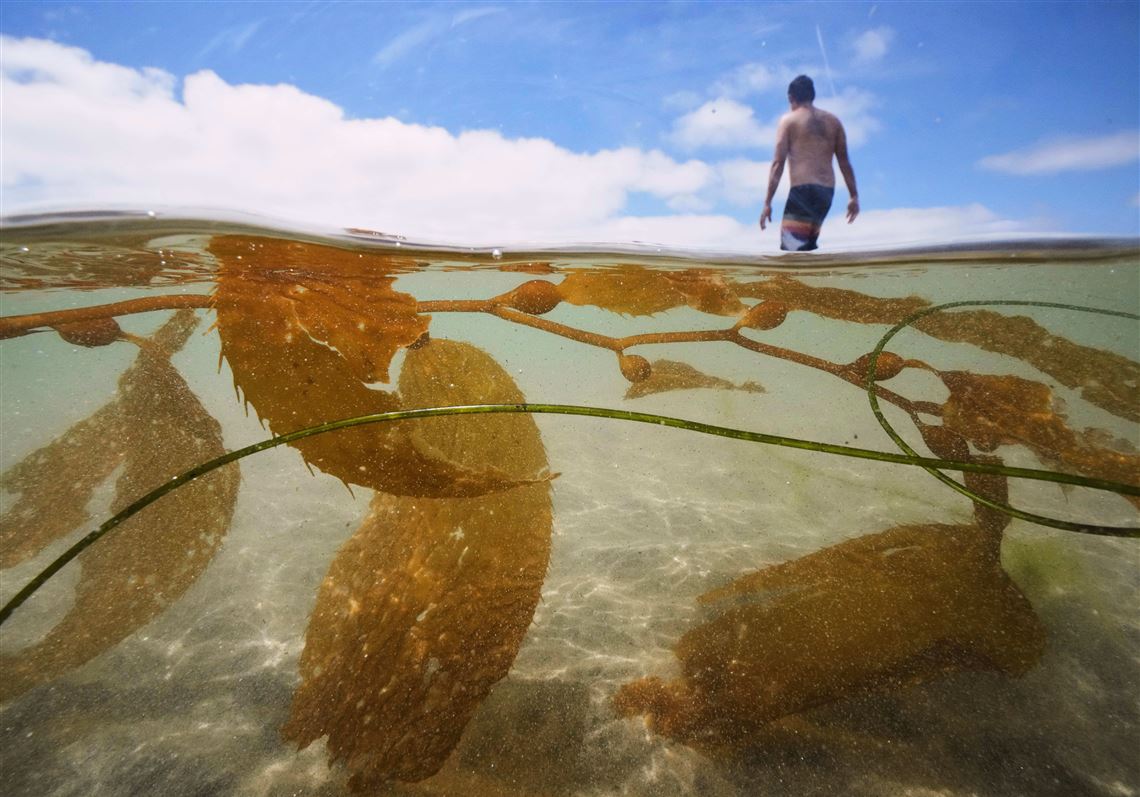 California officials allow plans for the country's biggest kelp farm to move forward